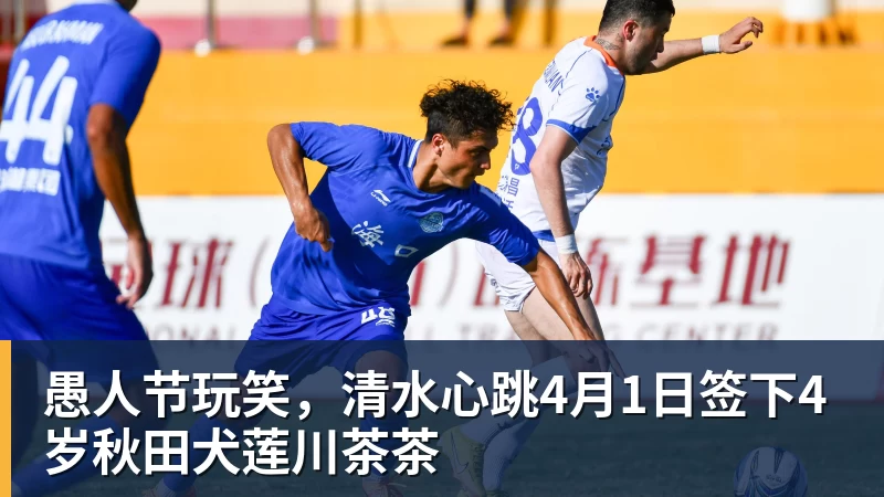 愚人节玩笑,清水心跳4月1日签下4岁秋田犬莲川茶茶